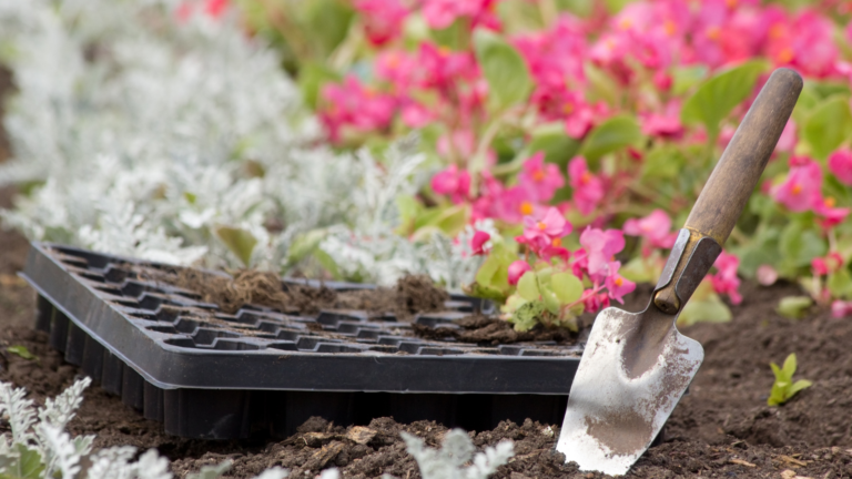 30 Flowers That Aren’t Worth Buying As Seedlings (How To Get Them Instead)