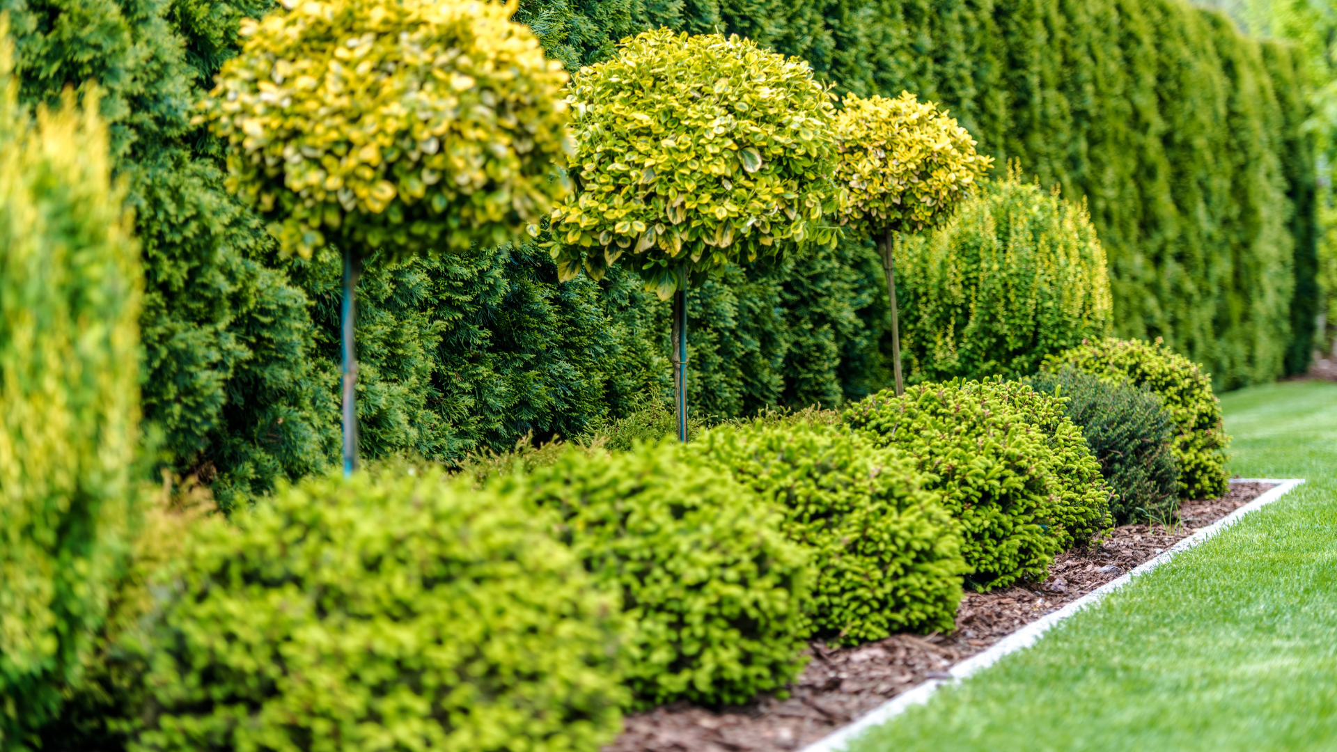 20 Worst Trees and Shrubs for Seasonal Allergies (Plus A Few Extra To Watch Out For)