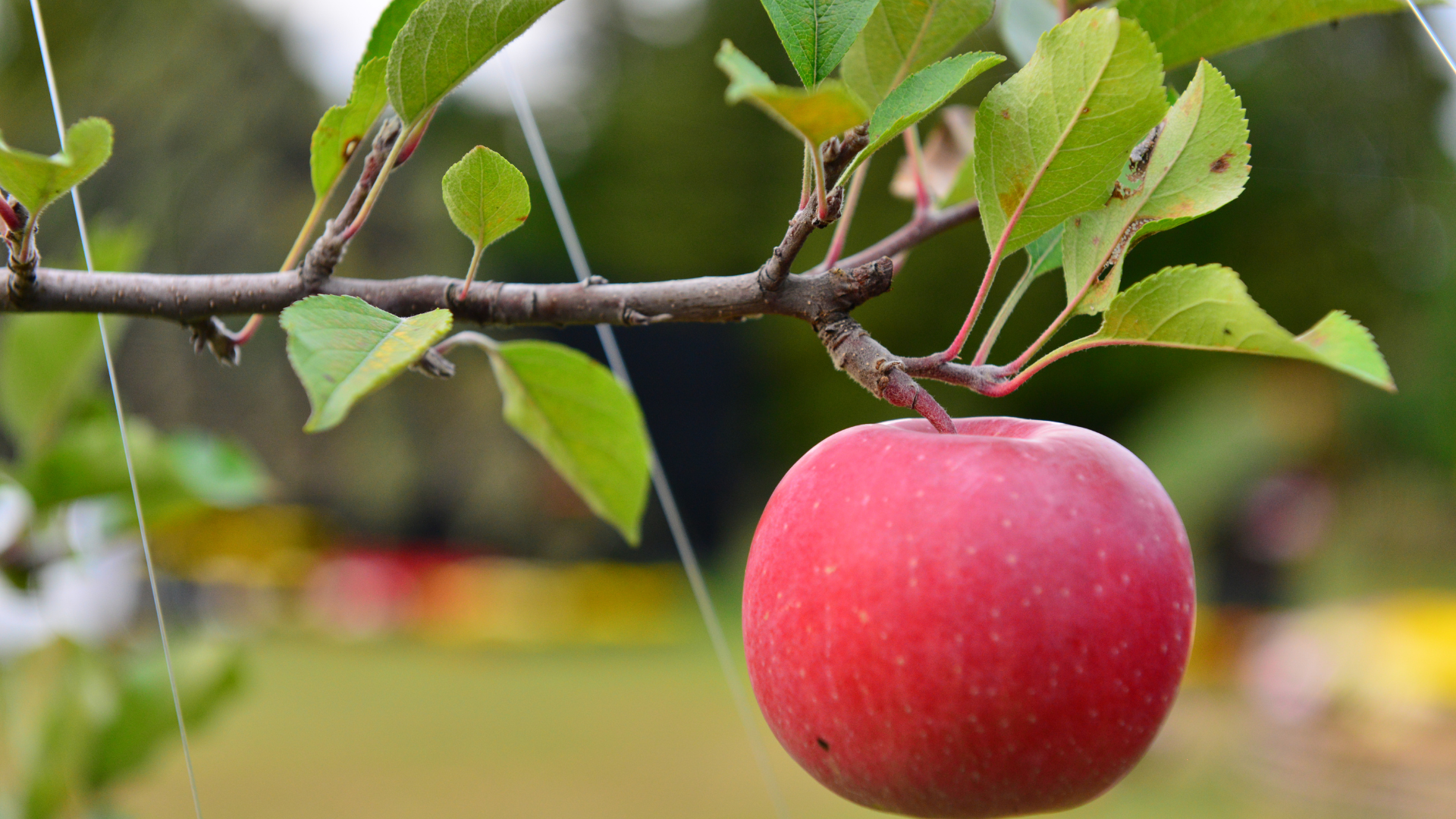 20 Trees In Grandma’s Farm That Are Worth A Fortune (Plus A Bonus From Grandma)