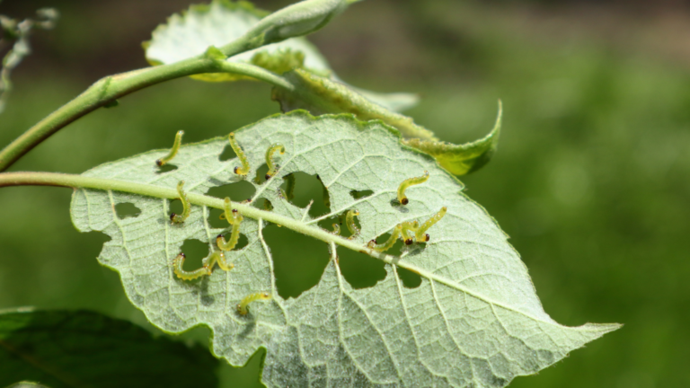 30 Effective Ways To Protect Young Plants From Spring Pests