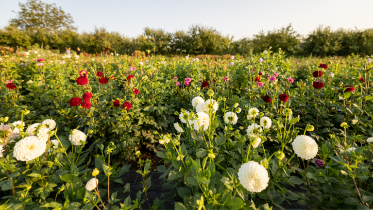 20 Essential Tips For Starting A Beautiful Flower Farm In Your Own Yard (Plus 10 Things To Avoid)