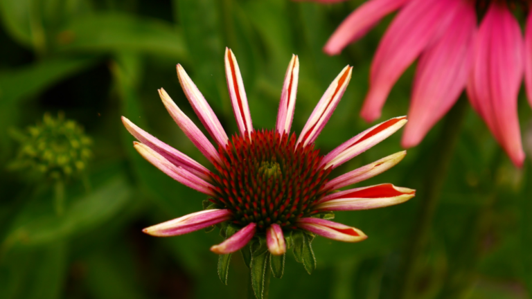 20 Rare Perennials That Flower Longer Than Most (Plus Some Secret Ones You Didn’t Know About)