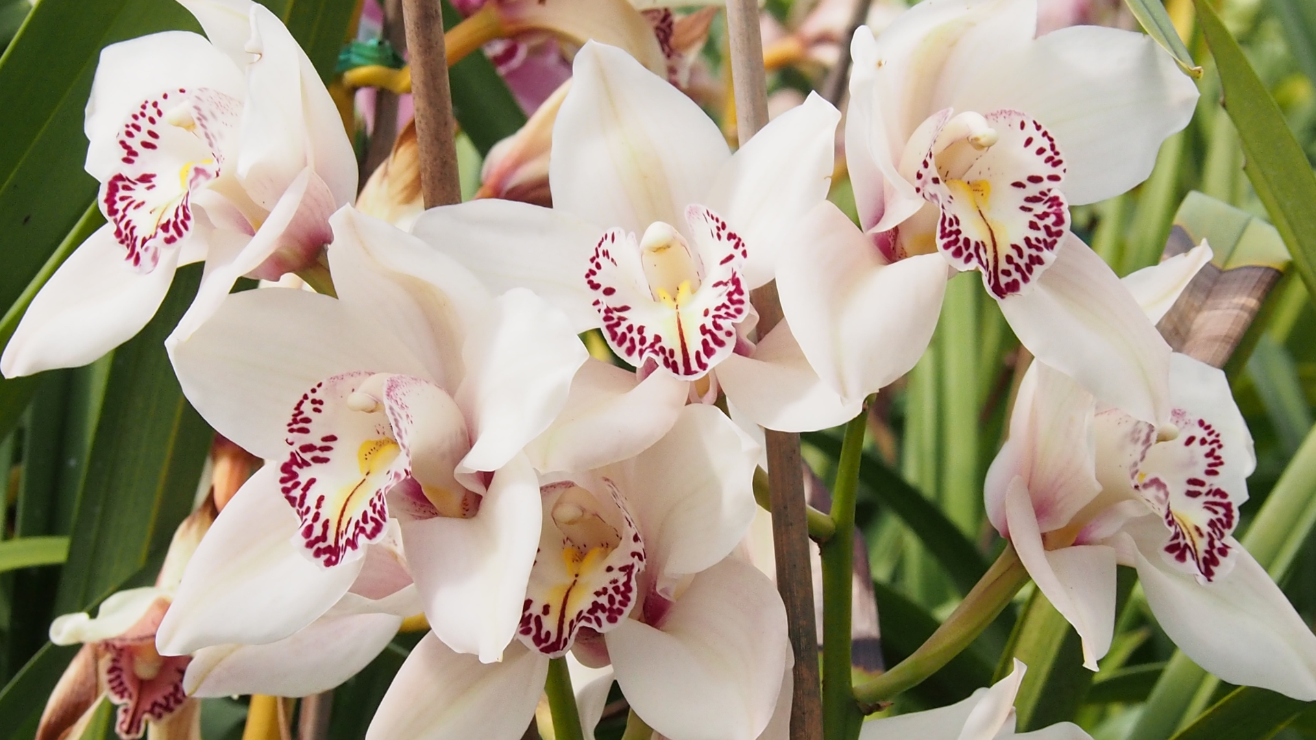 20 Things You Should Never Do When Caring For An Orchid (What To Do Instead)