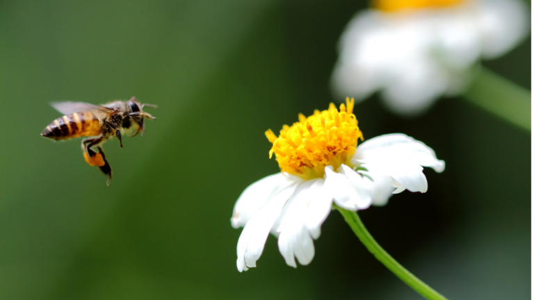 Why Some Fruits And Vegetables Are Considered Environmental Threats