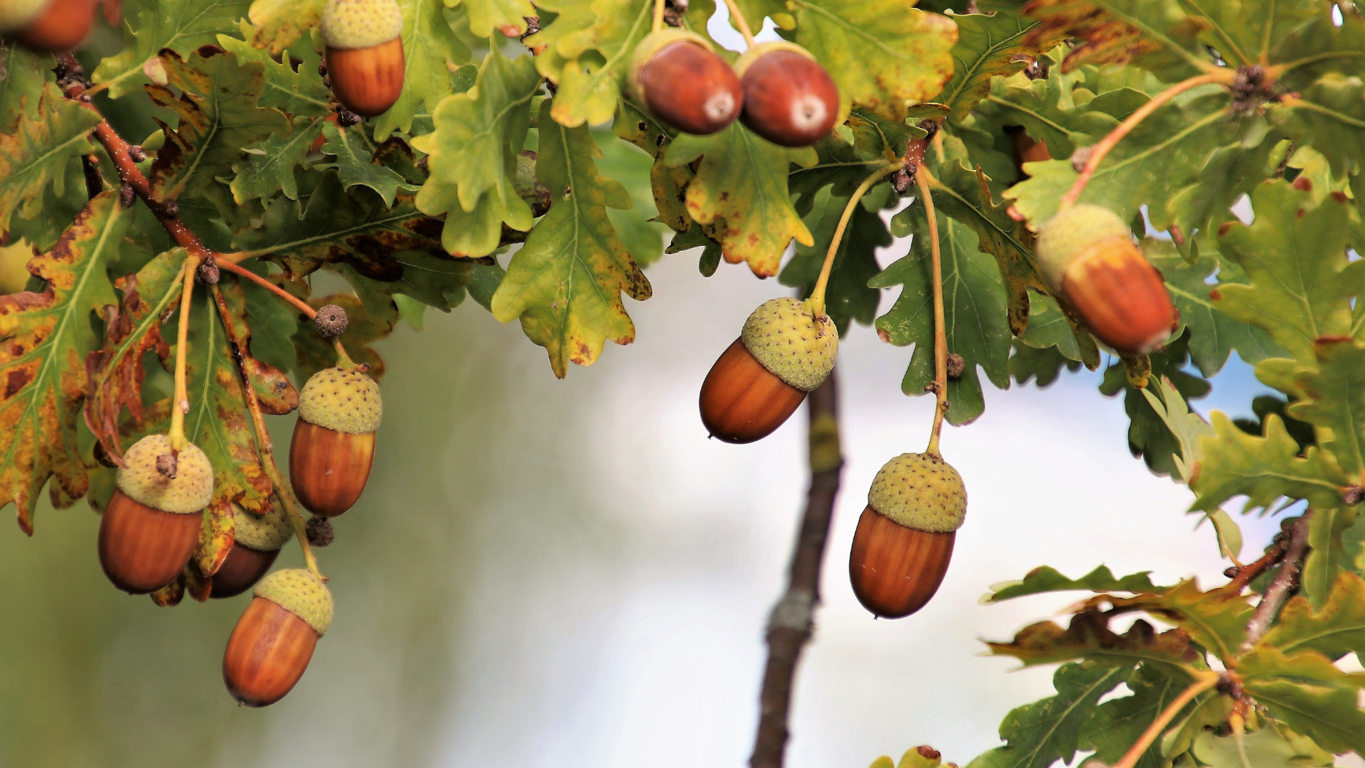 15 Tips For Planting An Acorn To Grow A Stunning Oak Tree (And 7 Things To Avoid)