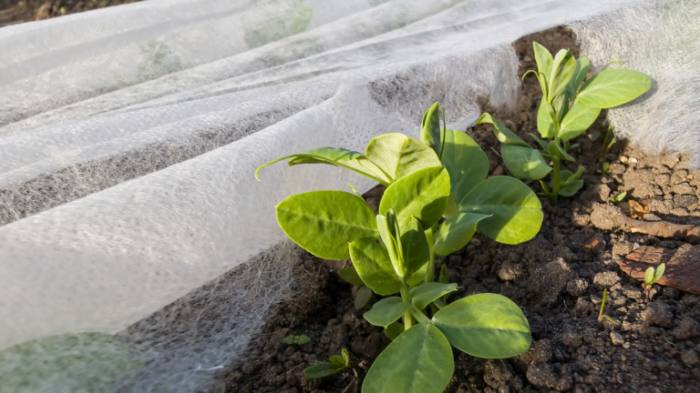 20 Ways To Protect Young Plants From Late Frosts In Early Spring (And What Not To Do)
