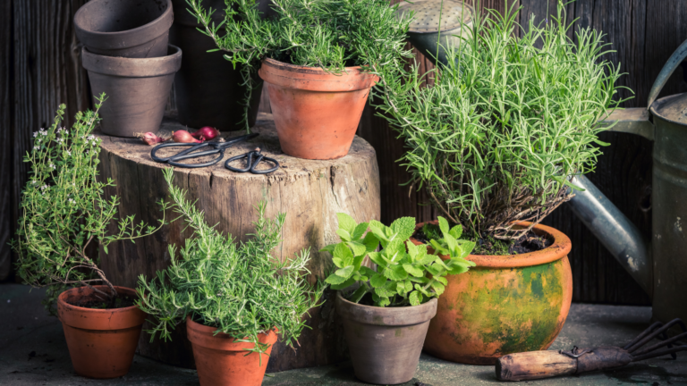 How To Grow A Herb Garden — Make Sure You Do These 30 Things