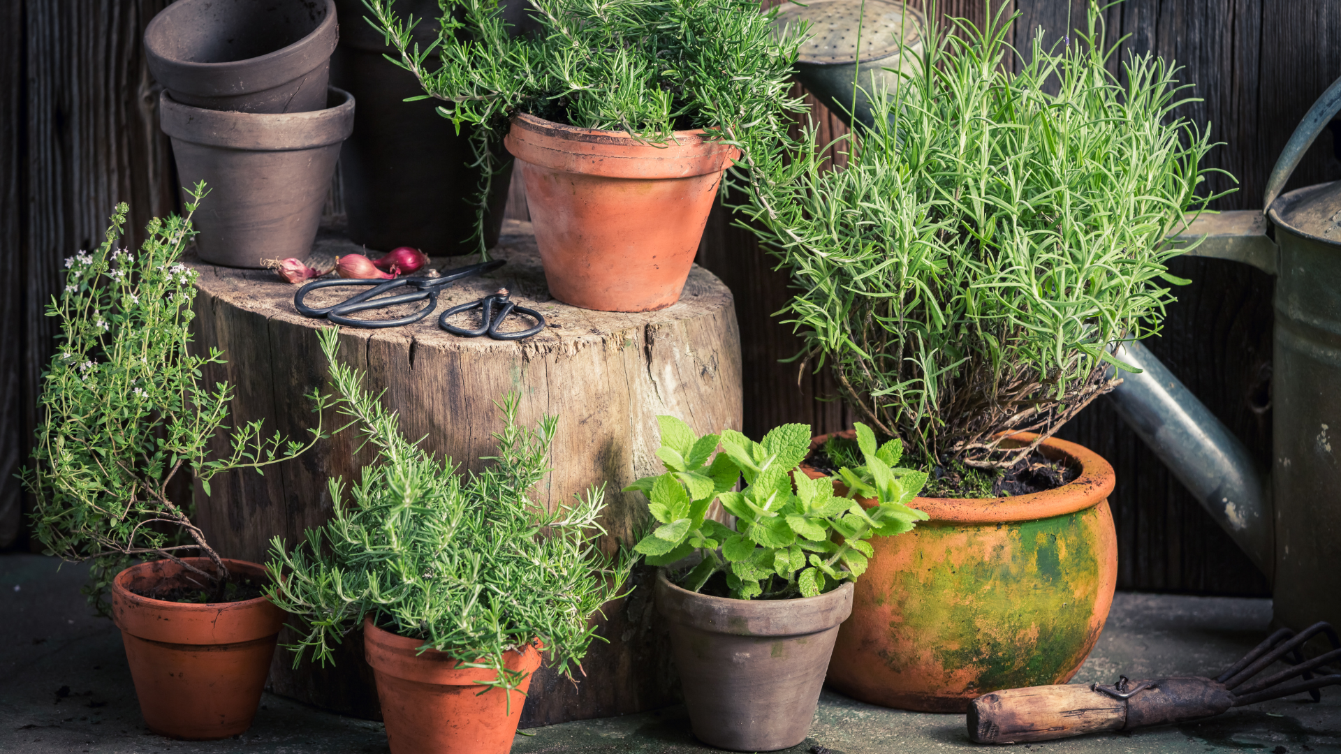 How To Grow A Herb Garden — Make Sure You Do These 30 Things