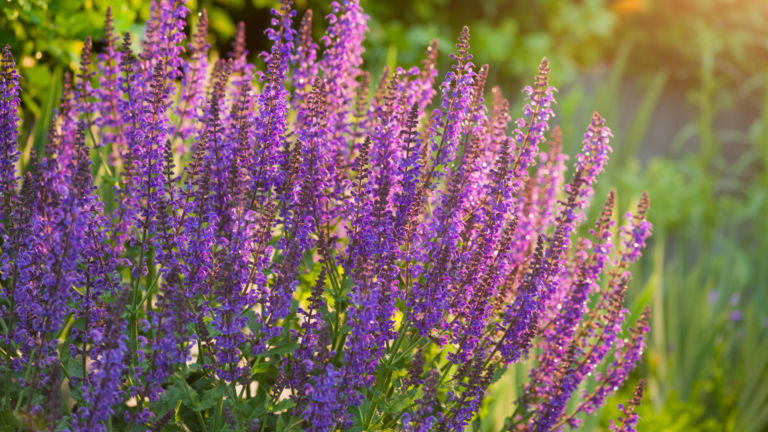 Sun-Loving Perennials That Bloom For Months In Full Light (And 10 Alternatives That Don’t)