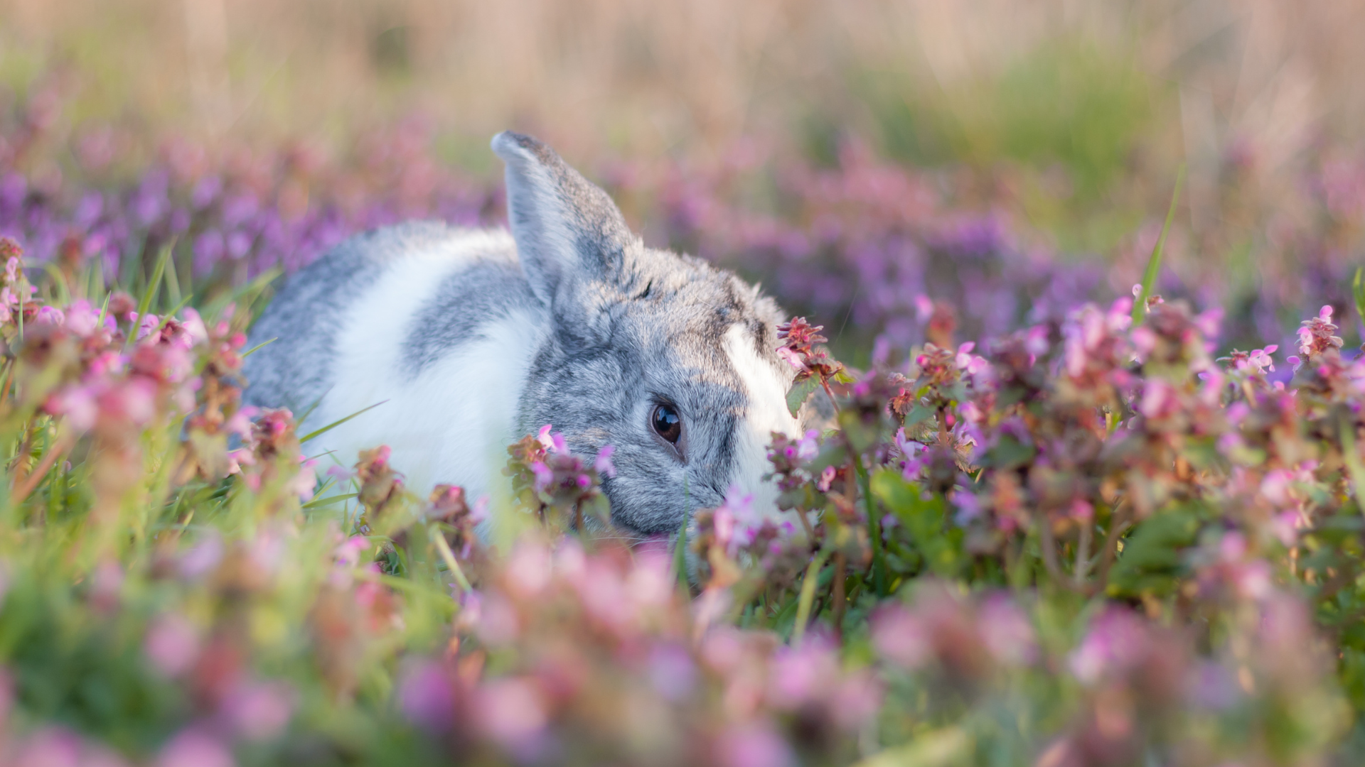 The Perfect Easter Flowers (39 Options For A Beautiful Easter Vibe)