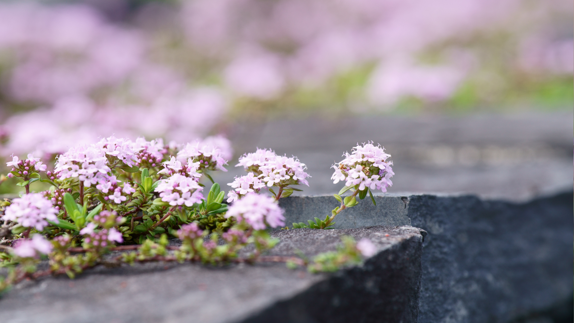 20 Reasons Why Growing Creeping Thyme Is Better Than A Grass Lawn (And 10 Things To Watch Out For While Growing Them)