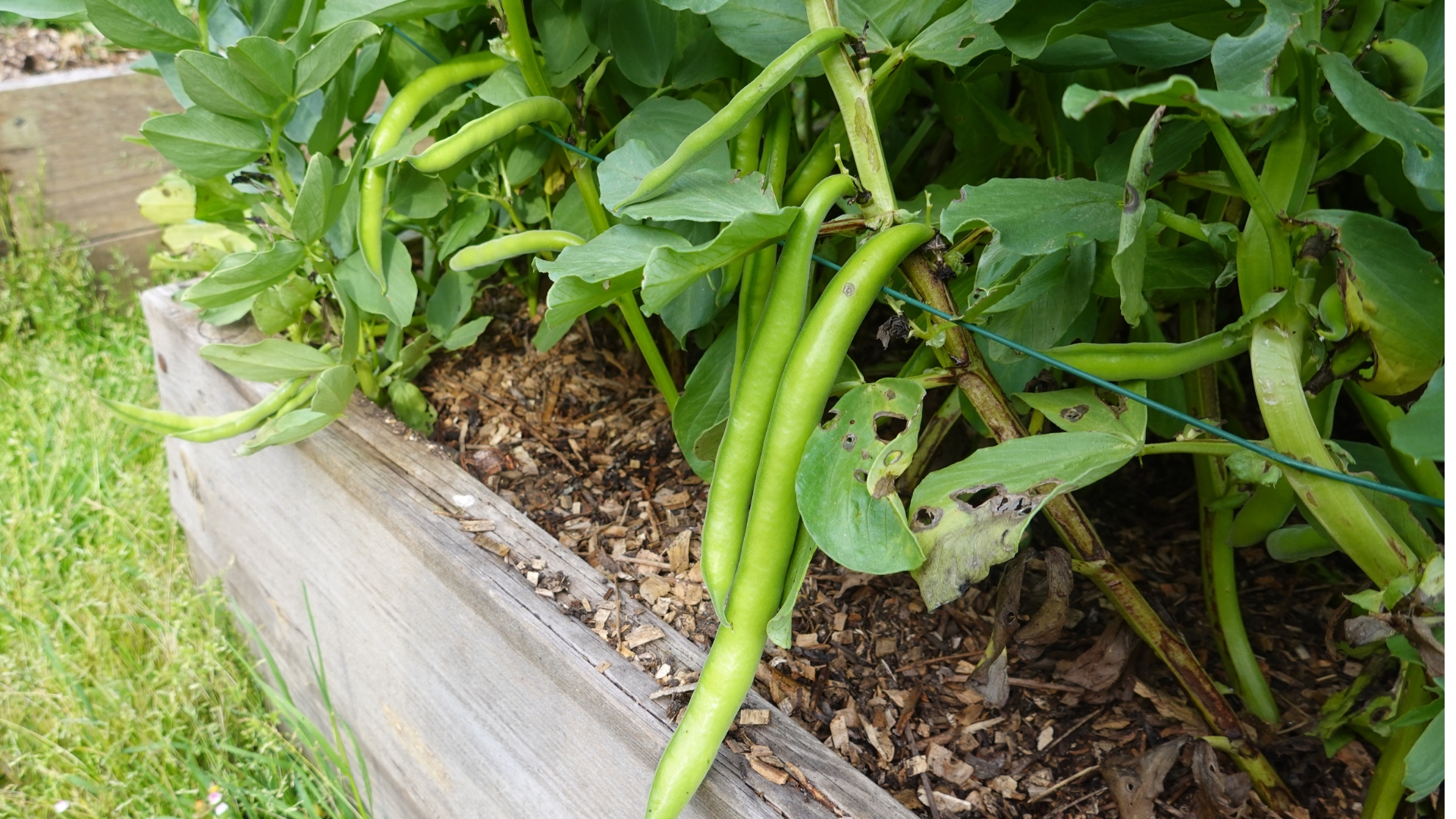 Potted Green Beans