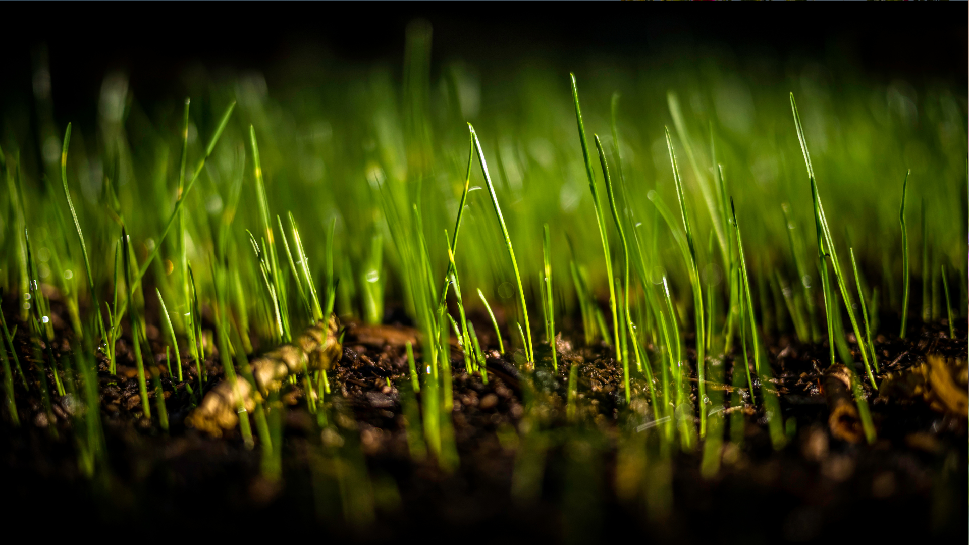 30 Tips For Growing Grass Seed Fast To Create A Lush Lawn In No Time