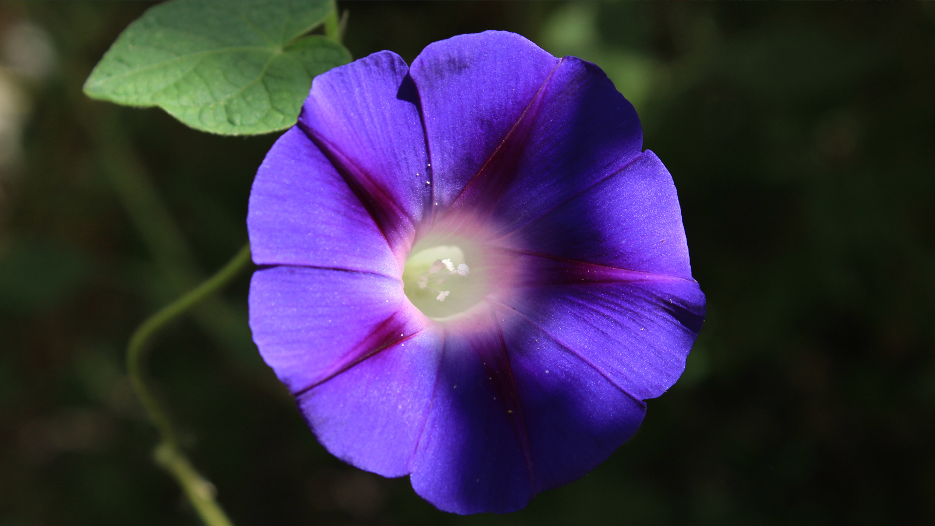 How To Brighten Shady Spots With These 30 Flowers (And 10 More That Can’t Stand The Shade)