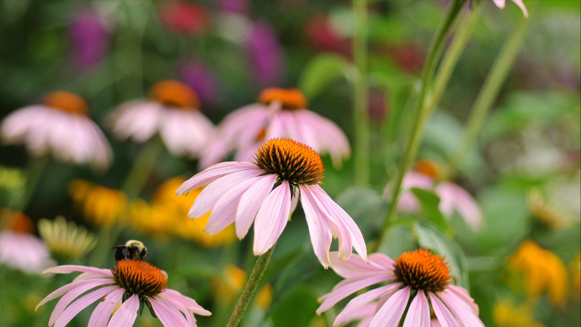 Over 30 Perennial Flowers That Thrive in Minnesota Gardens