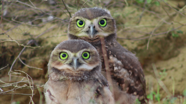 20 Clever Ways To Attract Owls And Predatory Birds To Your Winter Garden (Plus Things To Watch Out For)