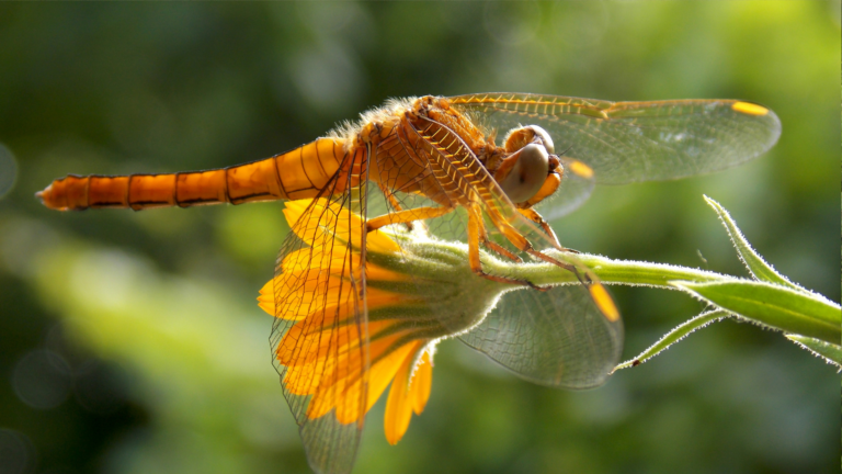 30 Flowers That Attract Dragonflies Like Magnets (And 10 That Repel Them)