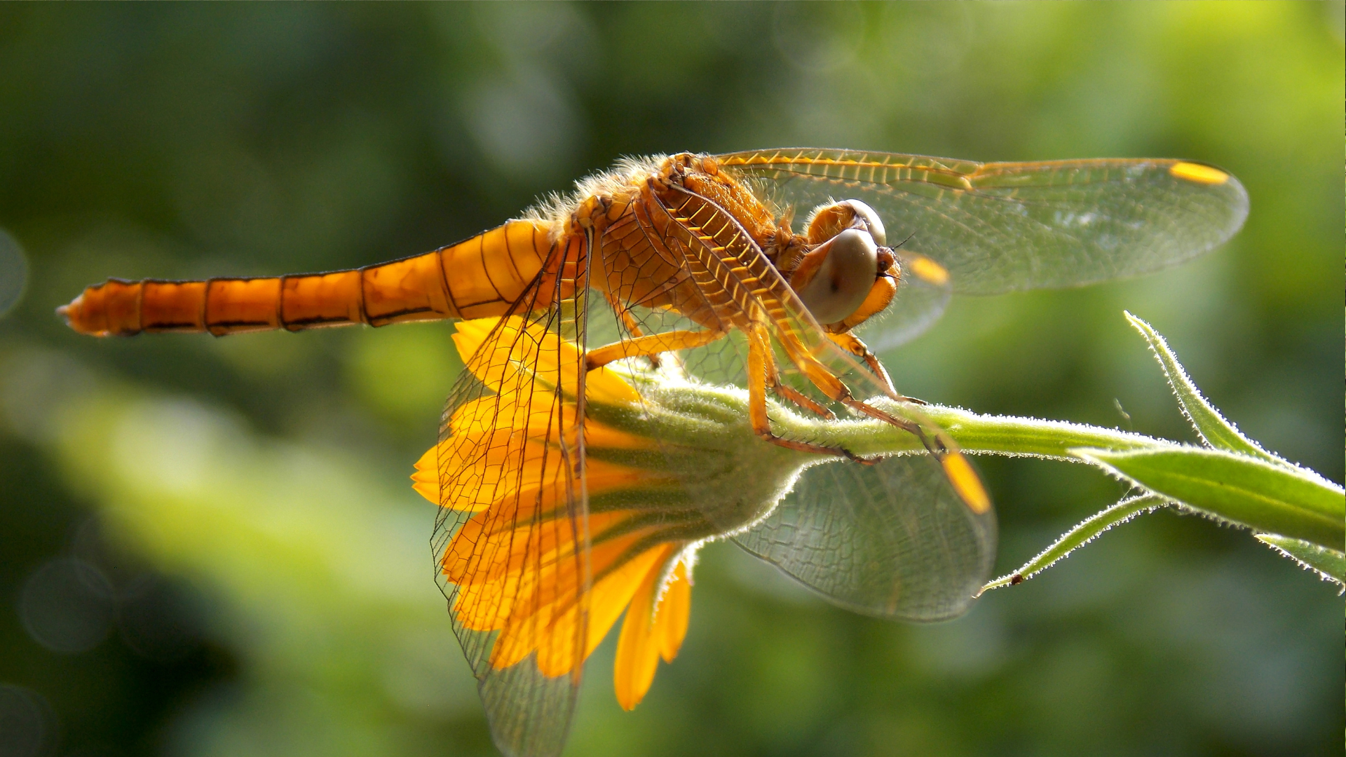 30 Flowers That Attract Dragonflies Like Magnets (And 10 That Repel Them)