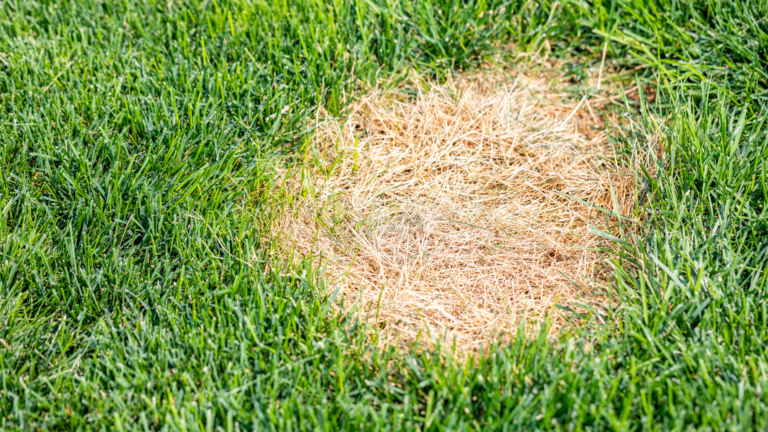 20 Common Lawn Problems (And Expert Solutions)