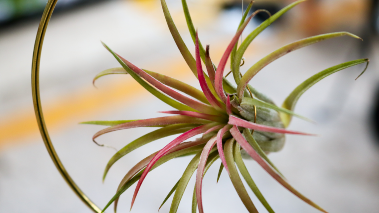 20 Ways To Grow Air Plants (No Soil Required)