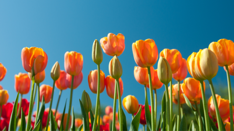 Over 20 Beautiful Spring Flowers That Peak In April (And Few That Don’t)