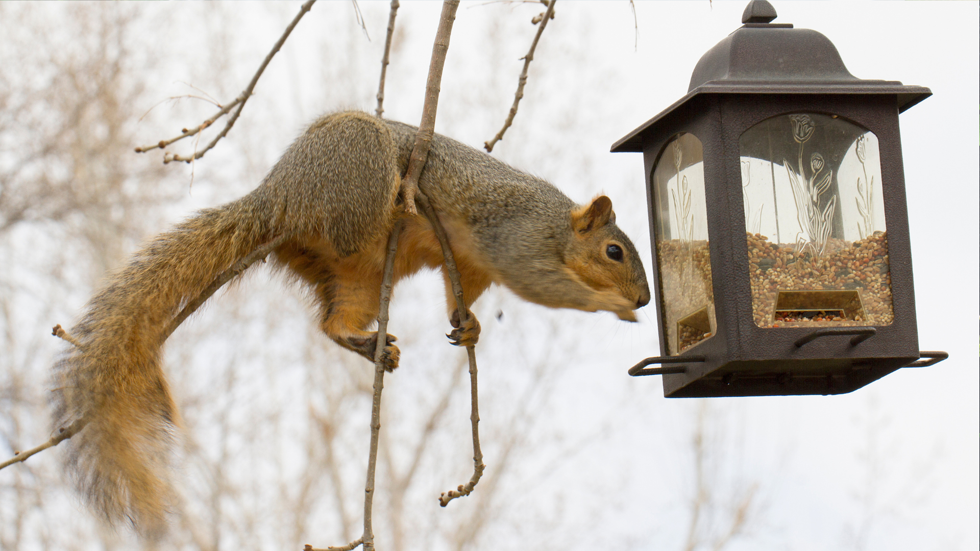 10 Best Squirrel-Proof Bird Feeders and 20 Tips That Work