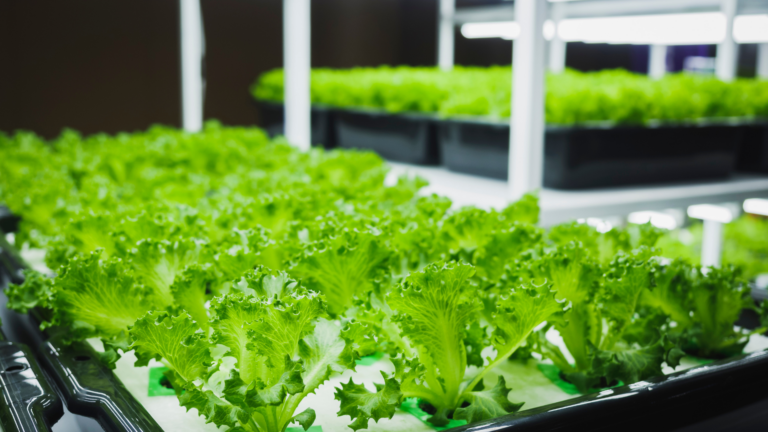 20 Ways To Create A Thriving Indoor Greenhouse In April (And What To Watch Out For)