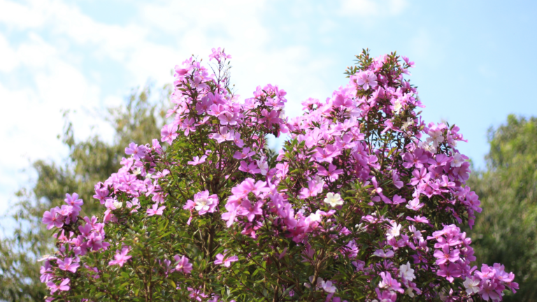 20 Best Trees And Shrubs To Plant In April For Long-Term Beauty (Plus A Few More Picks)