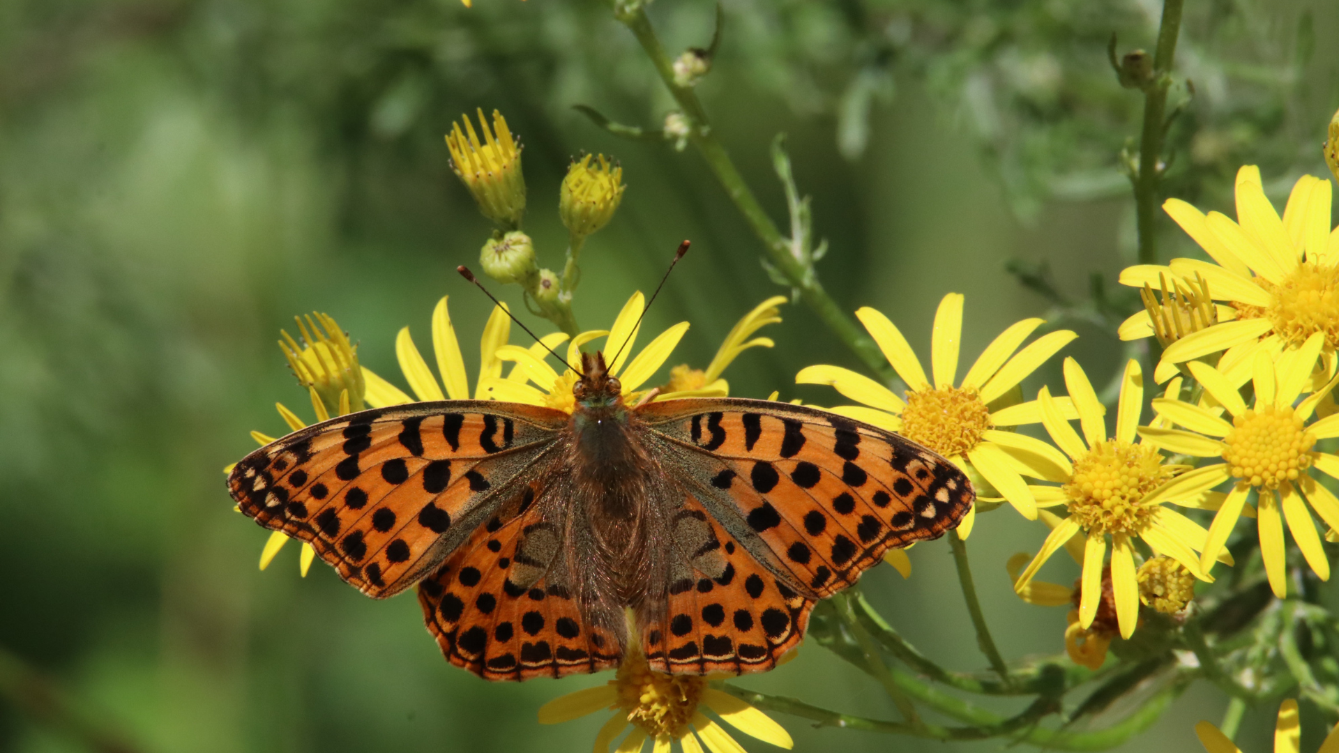 30 Flowers That Can Improve Your Gardens Biodiversity (And 10 Varieties To Avoid)