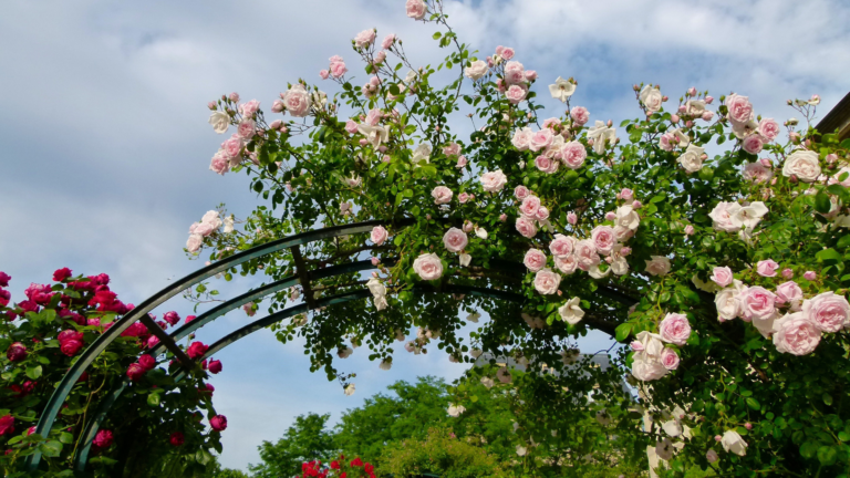 20 Tips For Building A DIY Trellis For Climbing Plants This April (Plus A Bonus)
