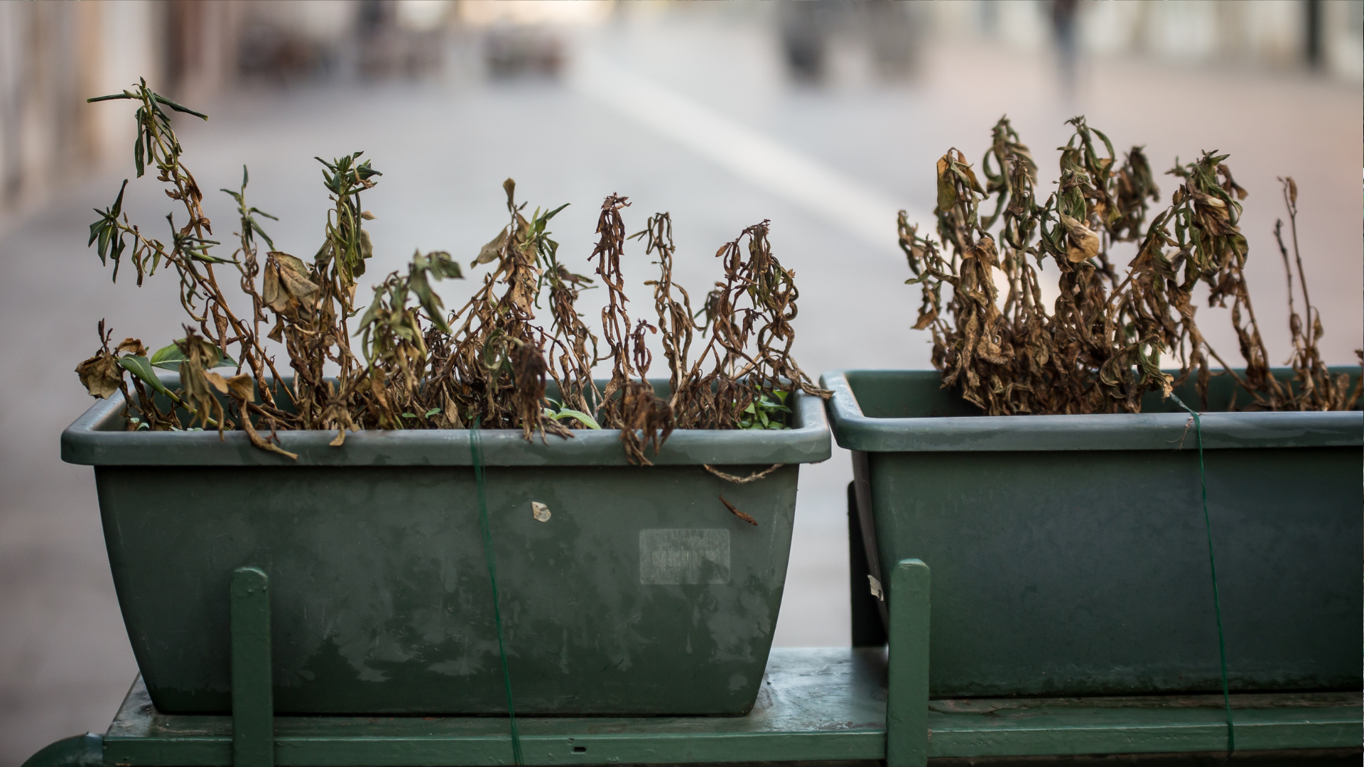 Over 20 Mistakes To Avoid With Your Garden Flowers (Pay Good Attention To Last 5)