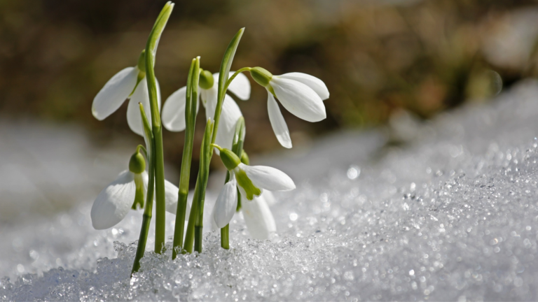 Easy-Care Plants That Survive Northeast Winters (And 5 That Won’t)