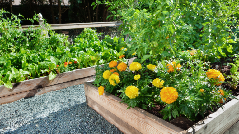 20 Steps To Building Raised Garden Beds (And 10 Things To Avoid While Building It)