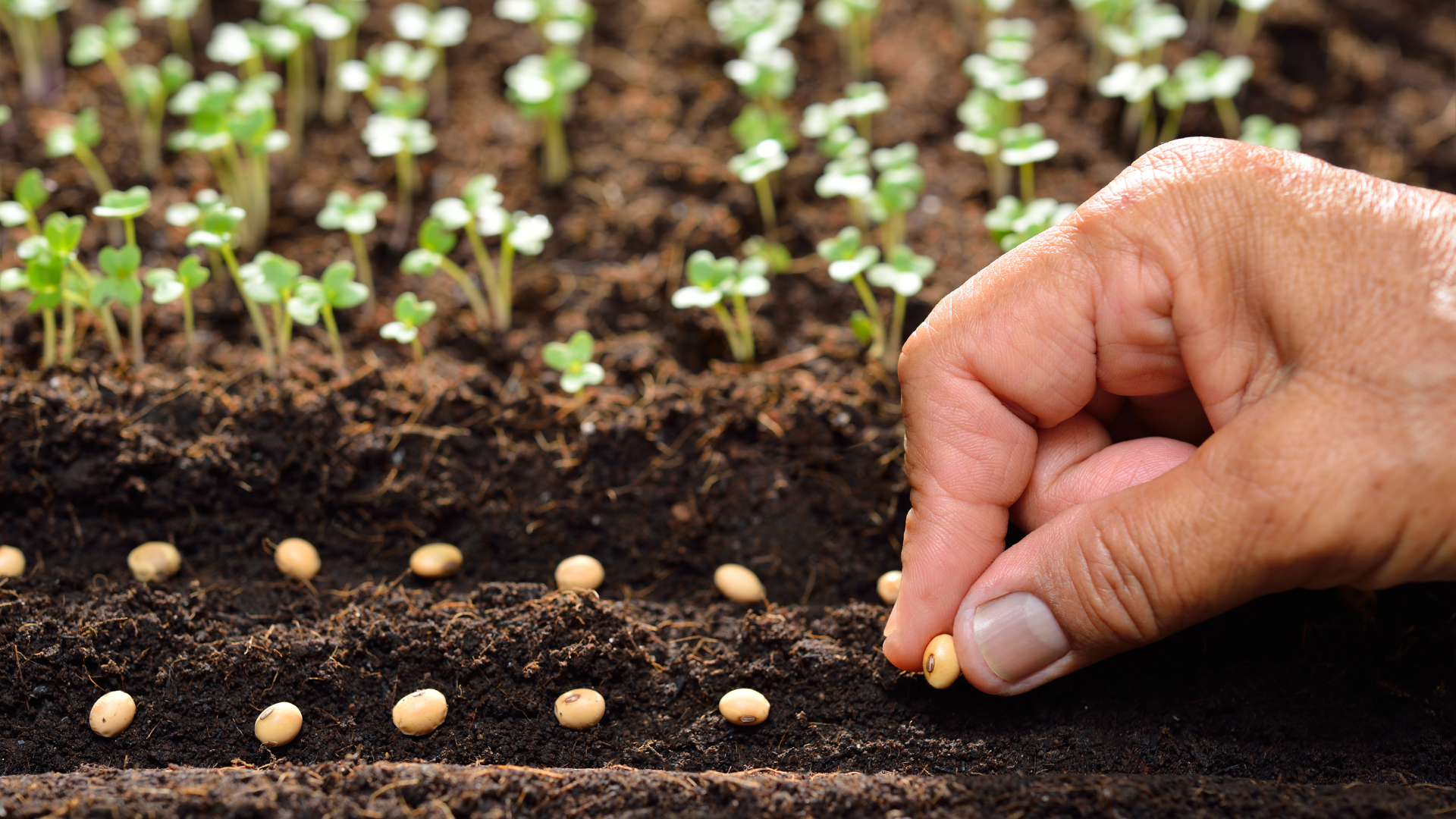 Fix These 30 Seed-Starting Mistakes Before It’s Too Late