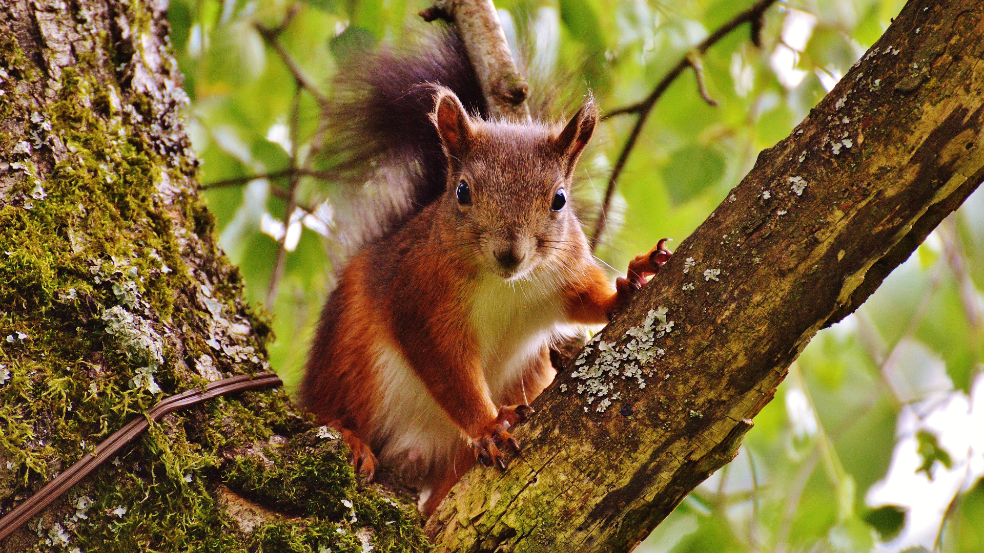 10 Pesky Rodent That Might Make A Home In Your Trees (And Over 20 Tips To Do About It)