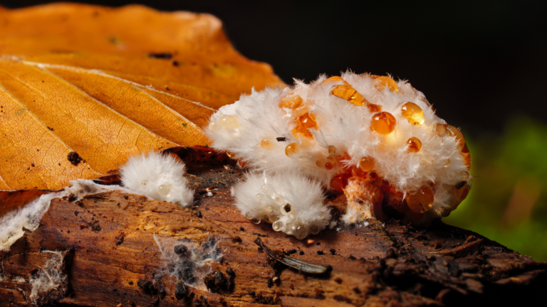 20 Ways How Plants And Microorganisms Can Clean up The Mess We Make (And How We Can Preserve Them)