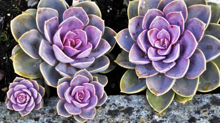 40 Succulents That Look Like Something Out Of This World (Prepare To Be Amazed)