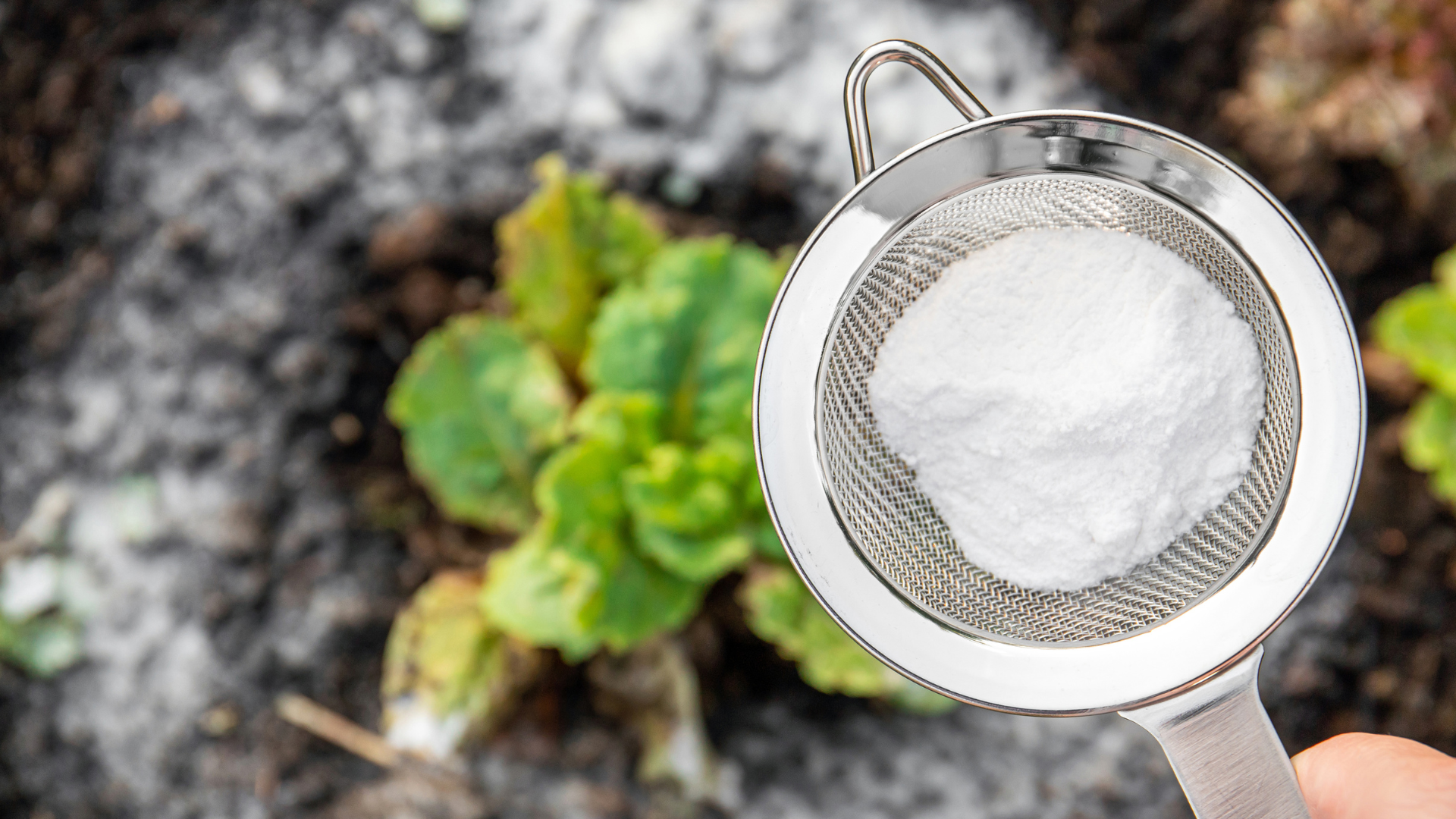 Using Baking Soda To Get Rid Of Weeds – 25 Ways To Save Your Plants