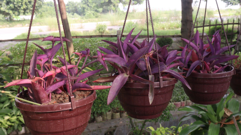 How To Know If Your Purple Heart Plant Is Fading (Plus 20 Ways to Revive It)