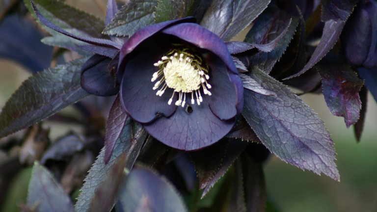 Why You Should Grow Hellebores (Plus 10 Of The Best To Plant Now)
