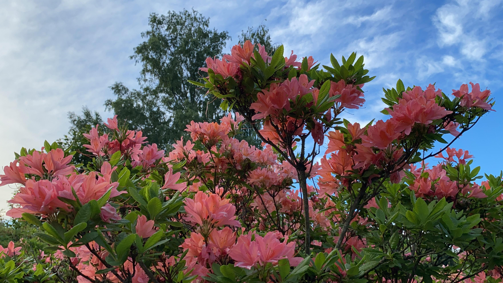 30 Plants To Grow For A Beautiful Garden In The Northeast (And Few To Skip)