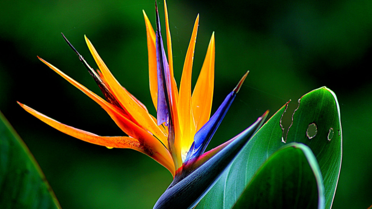 Over 20 Colorful Tropical Plants Threatened With Extinction (Study Finds)