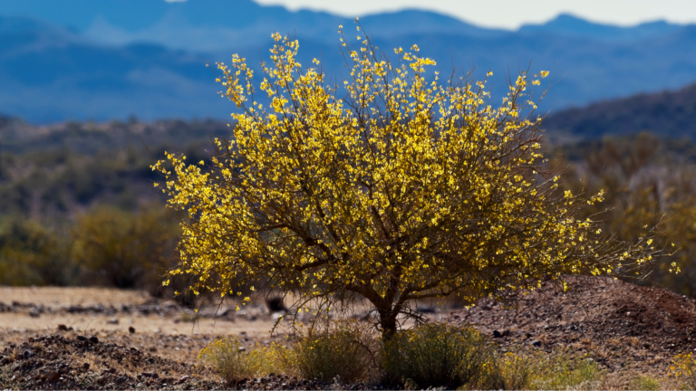 Heat-Loving Plants For The Southwest (And 5 Of The Worst Ones to Try)