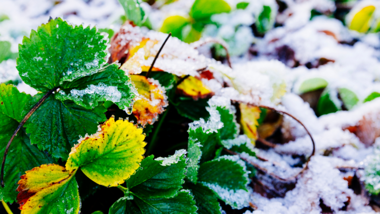 20 Expert-Approved Ways To Revive Your Garden After A Harsh Winter (Plus What Not To Do)