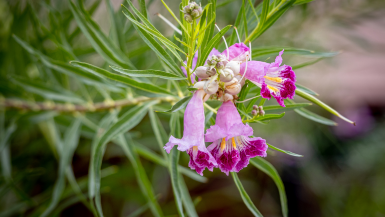 Thriving in Texas! Heat-Tolerant Plants For A Stunning Yard (Plus 10 Alternatives To Skip Planting)