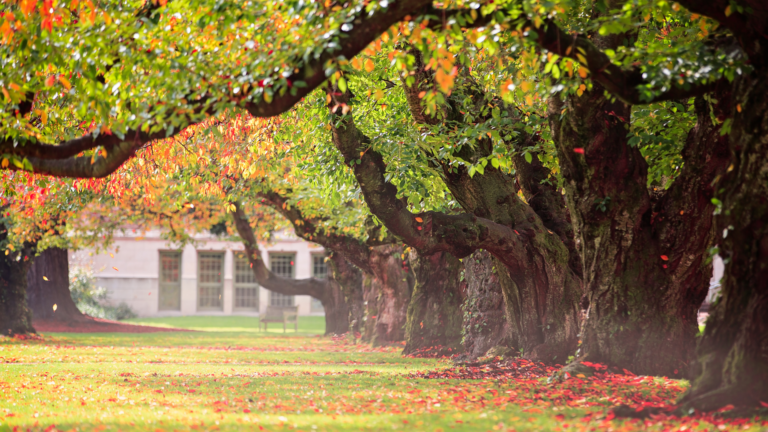 Create A Stunning Pacific Northwest Landscape With The Right Plants (Over 20 Ways How)