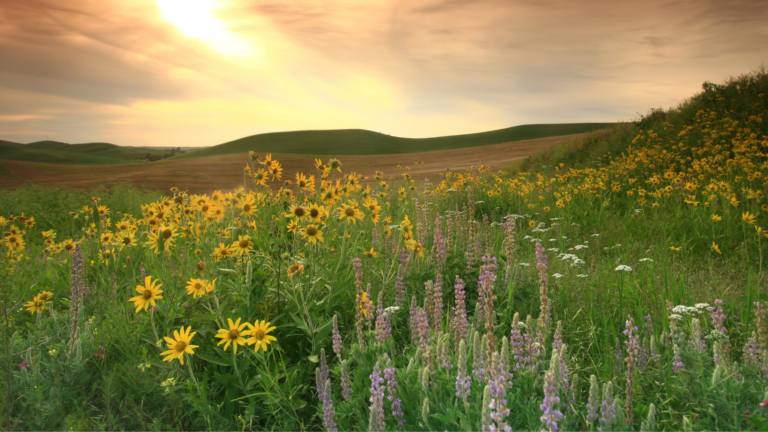 Must-Have Plants For A Beautiful Great Plains Landscape (And 5 That Struggle)