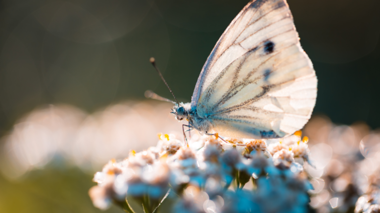 30 Beautiful Butterflies (And What To Plant To Attract Them)