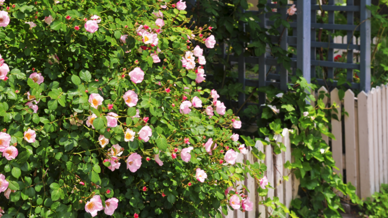 Over 20 Easy Fence Landscaping Ideas (Plus Things To Watch Out For)