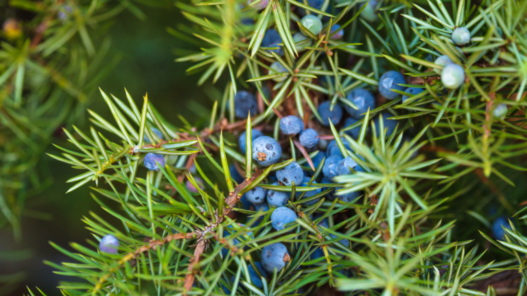 How To Use Junipers In Your Lawn Like A Pro (And 5 Things To Avoid While Using Them)